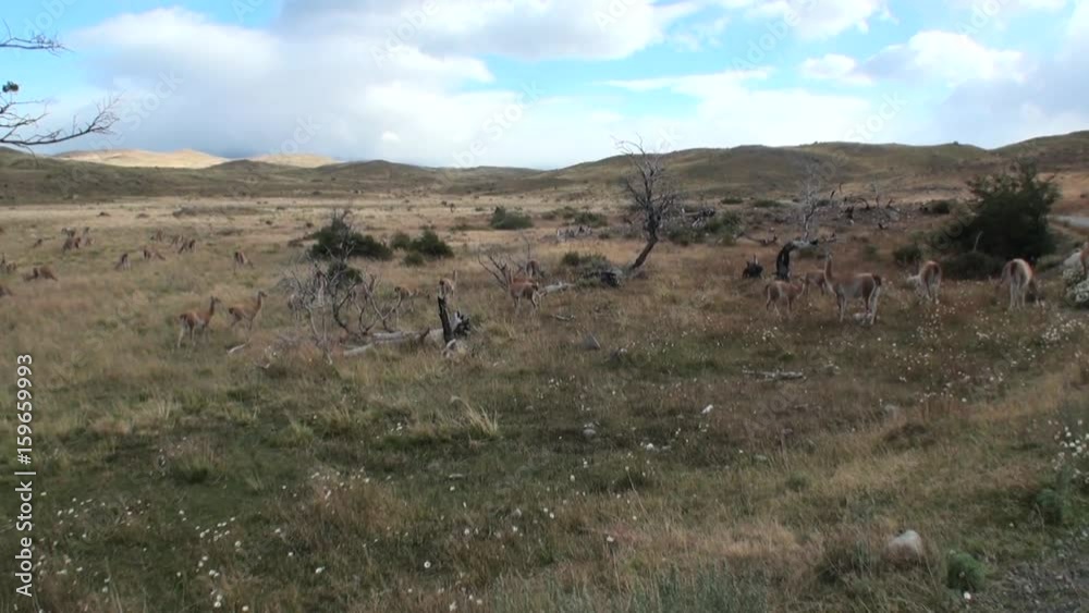Guanaco lama exotic mammal wild animal in Andes mountains of Patagonia. Pasture of herbivores in wildlife in Tierra del Fuego.