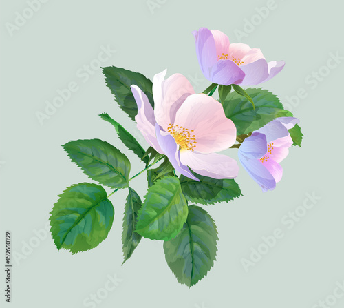 Hips Flowers