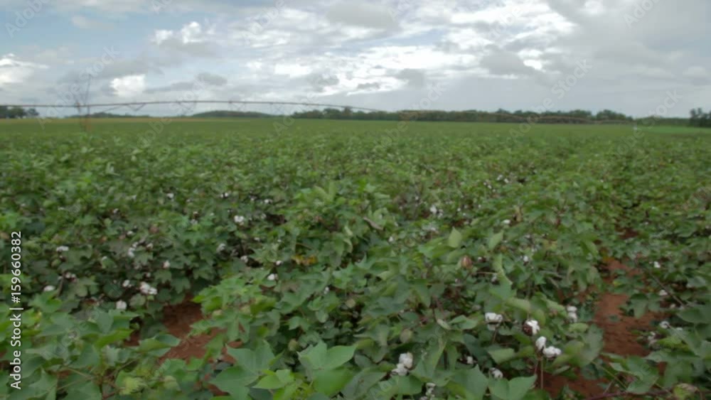 Peanut Field in Alabama Peanut Field in Alabama