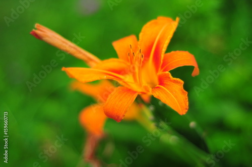 turuncu çiçek