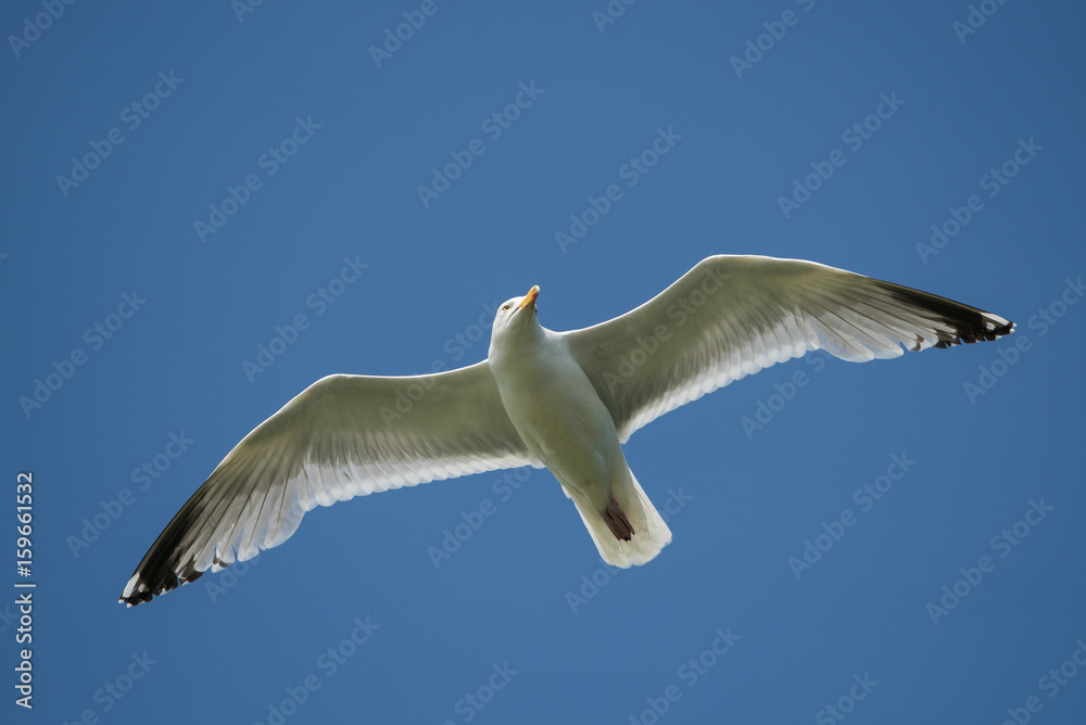 Herring Gull, Sea Gull, Gulls Herring Gull, Sea Gull, Gulls