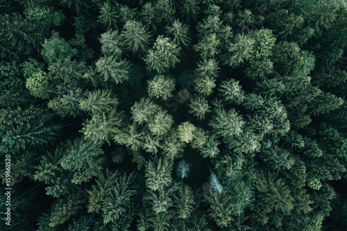 Aerial view of pine forest photo