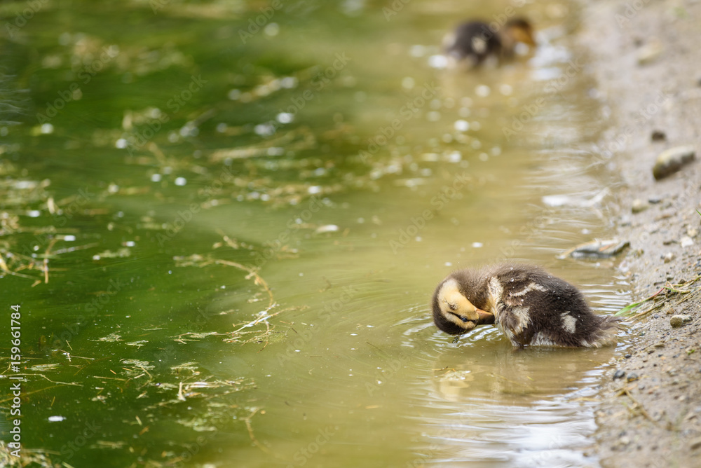 Baby mallard duck preening on the edge of a pond

