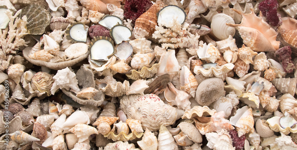 seashell seashell