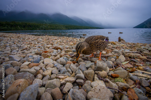 A duck by the lake in Queenstown, New Zealand photo