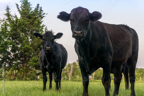 Two Texas Black Angus cows