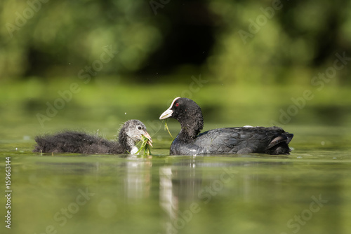 Eurasian Coot, Coot, Fulica atra - nestling