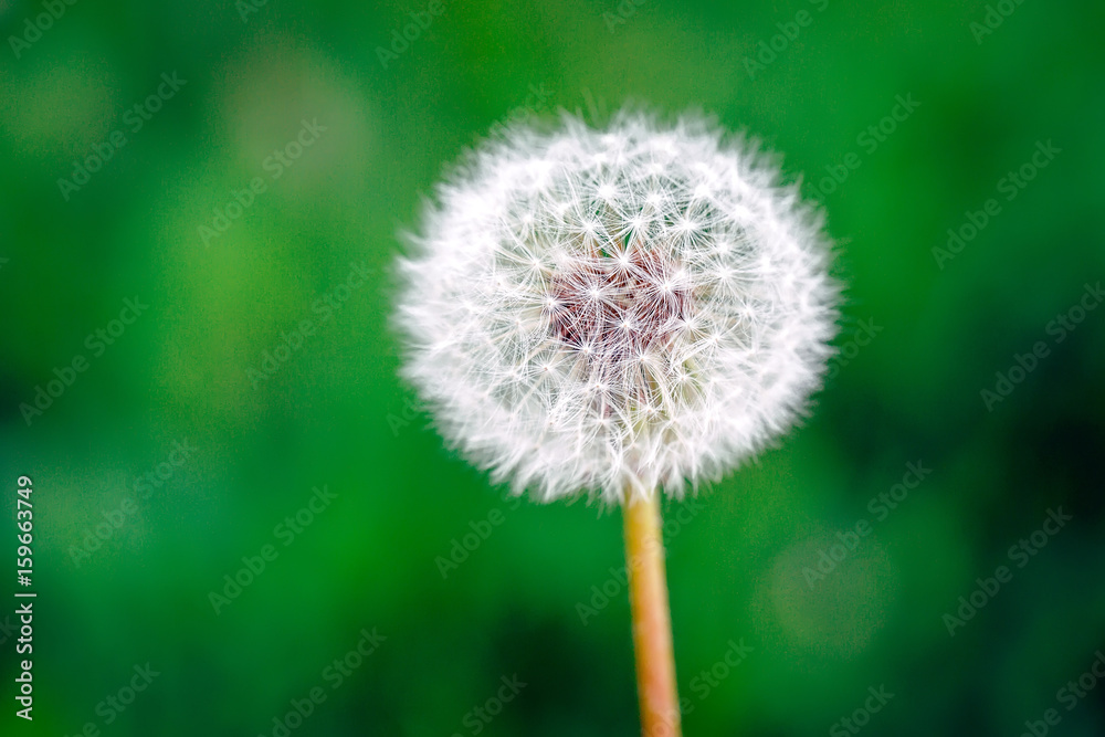 Obraz premium Dandelion on a green background.