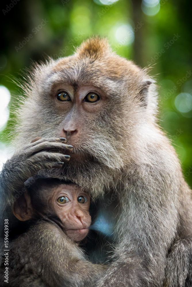 Female macaque monkey with cub at Monkey Forest, Bali, Indonesia Female macaque monkey with cub at Monkey Forest, Bali, Indonesia