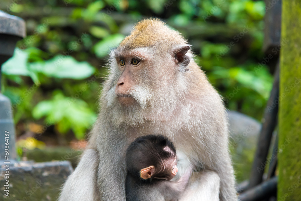 Female macaque monkey with cub at Monkey Forest, Bali, Indonesia