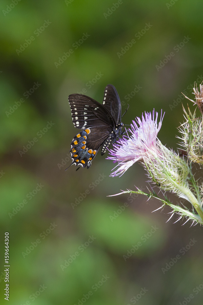 Fototapeta premium Spicebush Swallowtail Butterfly on Pink Thistle flower bloom on natural landscape