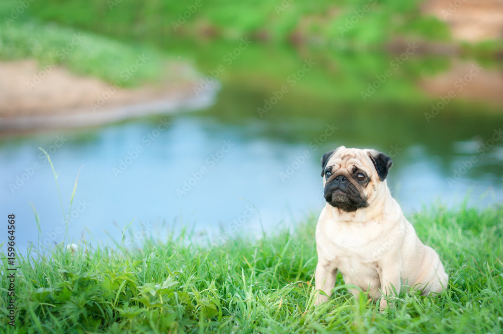 dog pug walking in a field near the river
