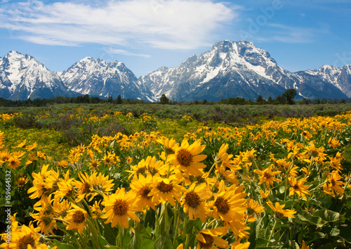 Wildflowers at the Grand Tetons
