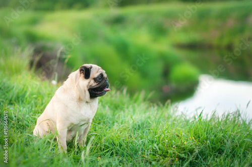 dog pug walking in a field near the river