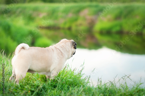 dog pug walking in a field near the river