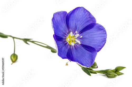 Blue flower of flax, isolated on white background