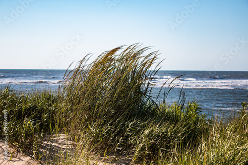 Beach grass growing in the sand with an ocean background in Virginia Beach, Virginia.