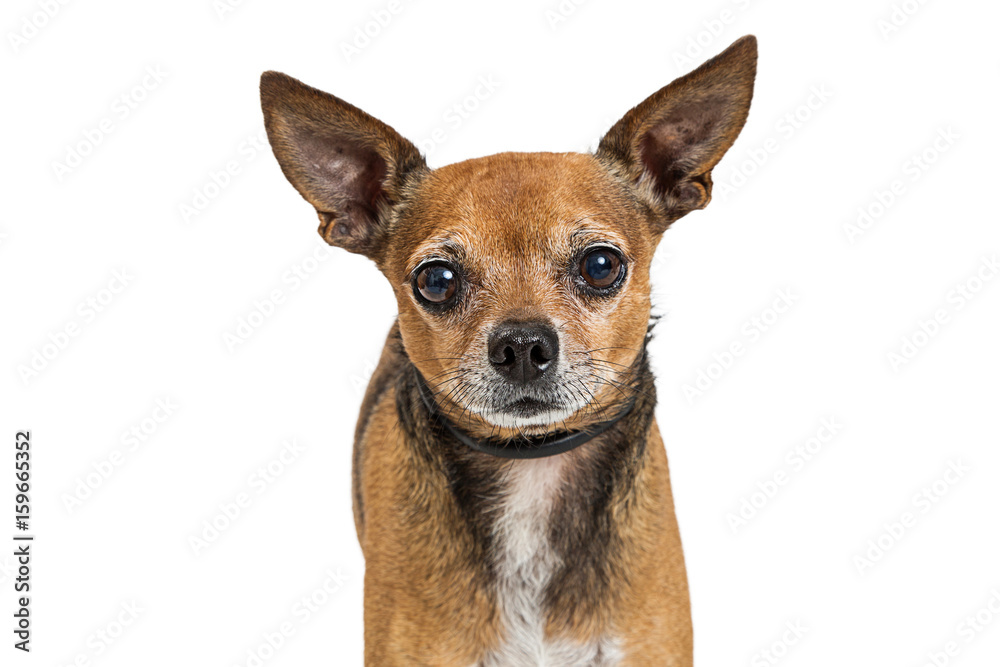 Brown Chihuahua Dog Close-up Brown Chihuahua Dog Close-up