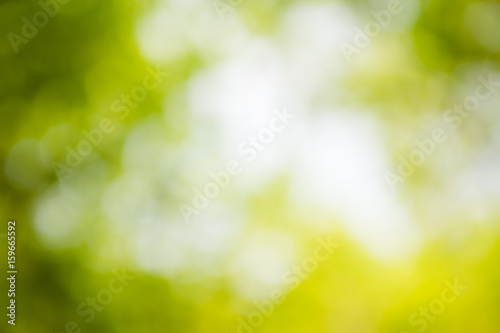 Green nature blur with sunlight for background