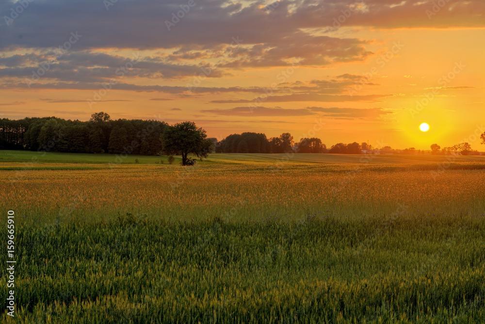 Beautiful sunset over summer fields