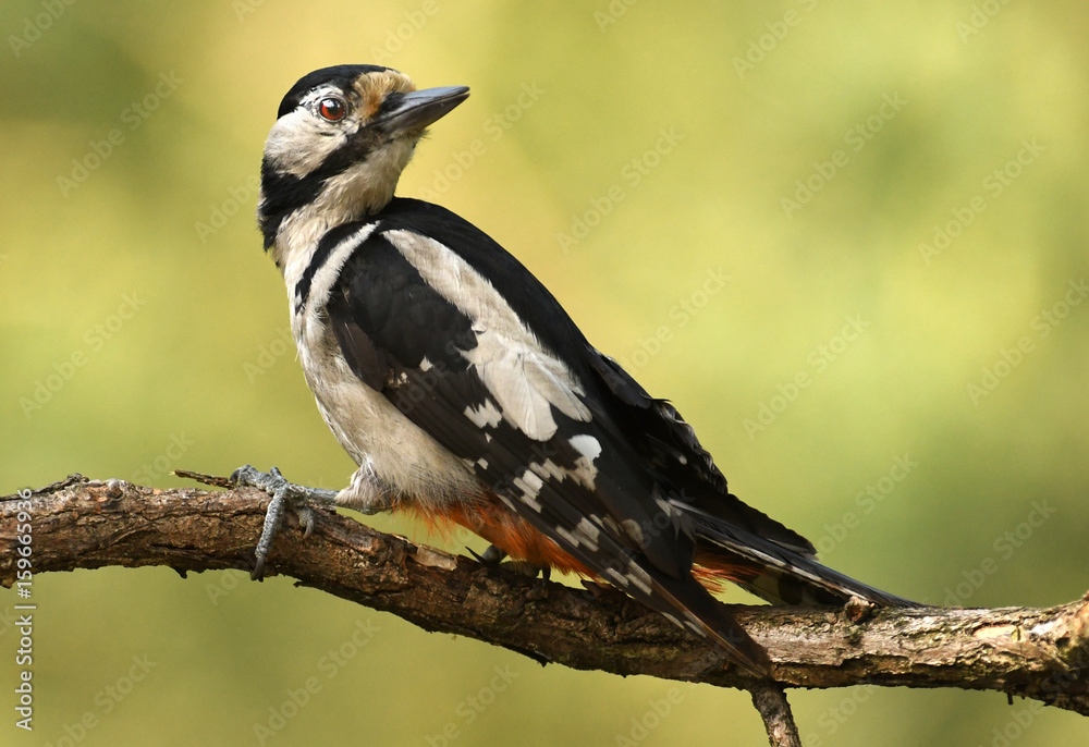 Great Spotted Woodpecker (Dendrocopos major) Great Spotted Woodpecker (Dendrocopos major)
