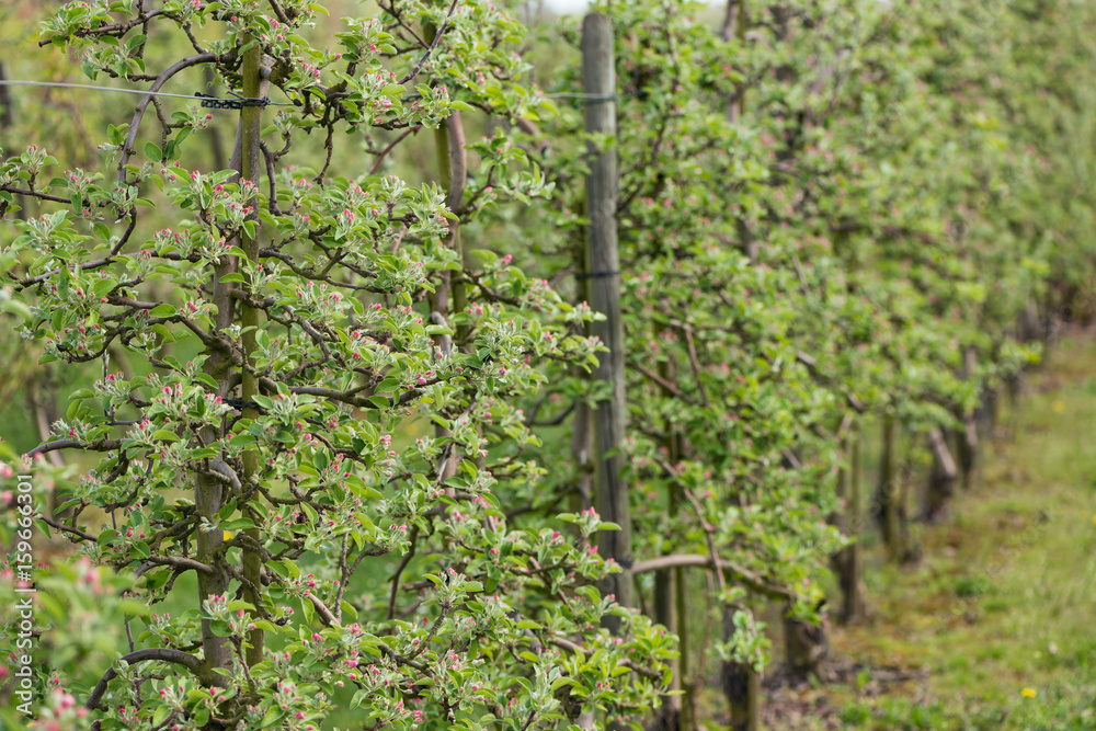 apple trees in a plantation starting to blow apple trees in a plantation starting to blow