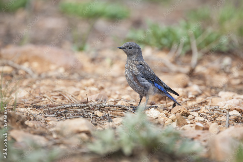 Western Bluebird perching bird in natural landscape Western Bluebird perching bird in natural landscape