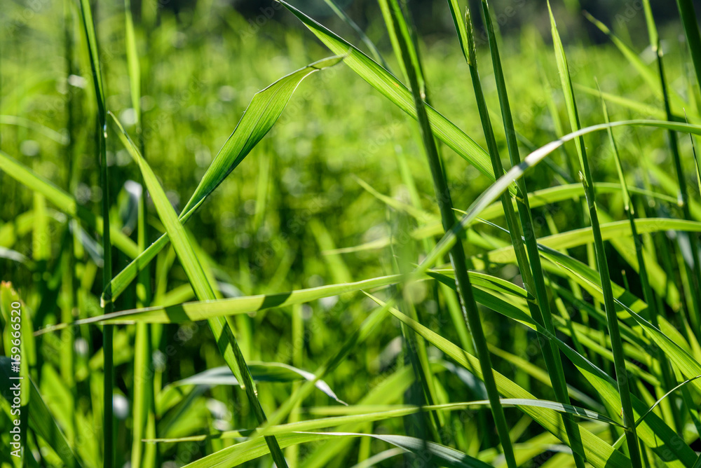 Close up of tall spring grass back-lit by the evening sun
