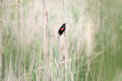 Red-Winged Blackbird © Penelope