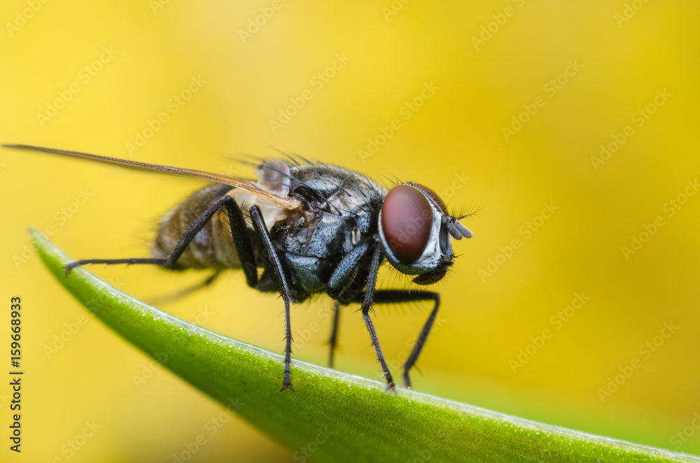 insect fly, green housefly on green leaves with yellow background. insect fly, green housefly on green leaves with yellow background.