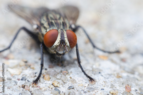 blow fly or carrion fly on concrete floor © thithawat