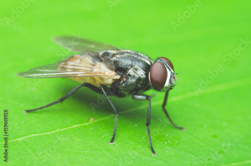 insect fly, green housefly on green leaves.