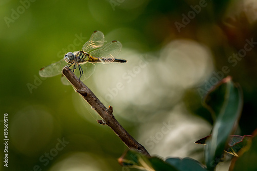 Dragonfly Nap © Justin
