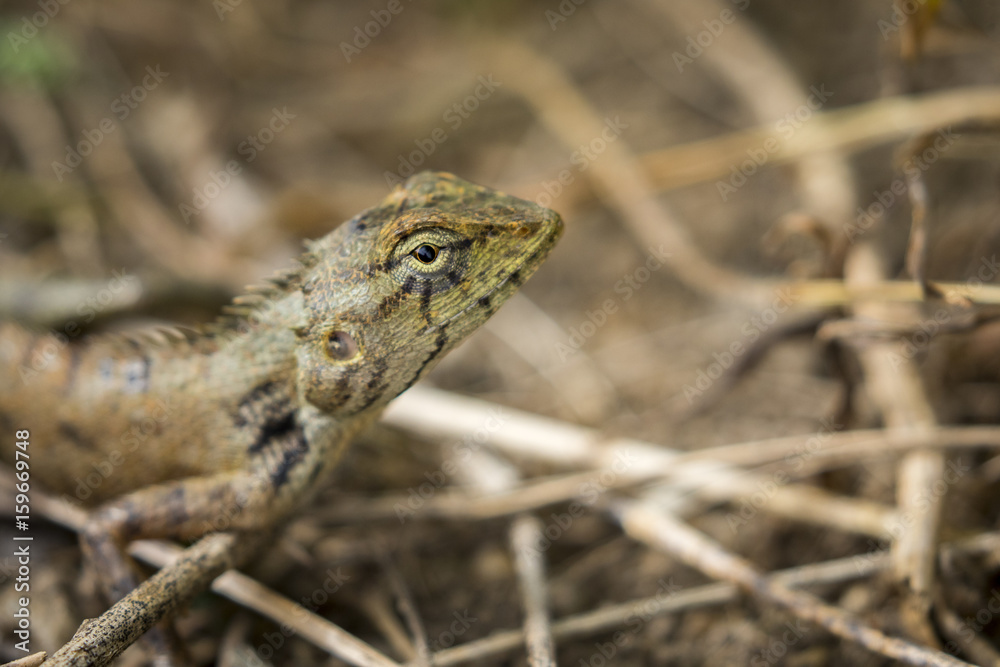 Naklejka premium Image of chameleon on nature background. Reptile
