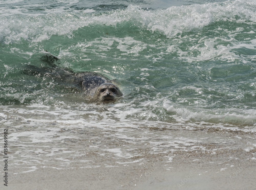 Obraz premium Seal Surfing in Teal Water