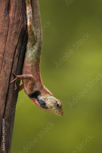 Image of chameleon on nature background. Reptile