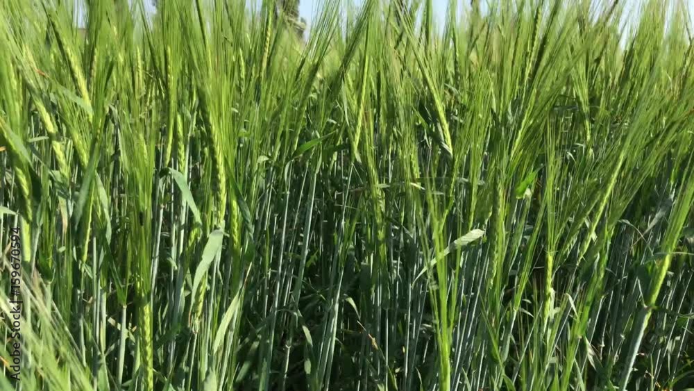 Green ears of wheat, agricultural field, spring Green ears of wheat, agricultural field, spring