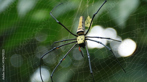 Spider on spider web. photo