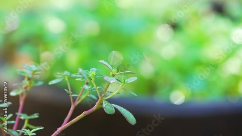 Purslane plant