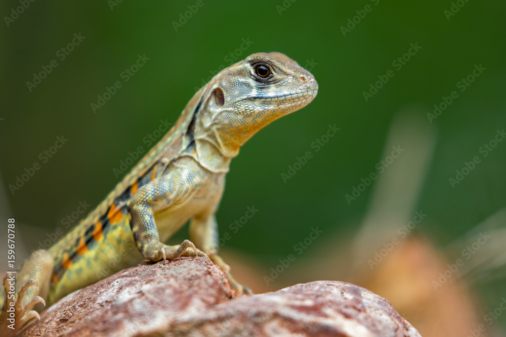 Fototapeta premium Image of Butterfly Agama Lizard (Leiolepis Cuvier) on nature background. . Reptile Animal