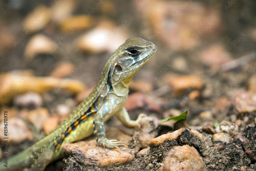 Fototapeta premium Image of Butterfly Agama Lizard (Leiolepis Cuvier) on nature background. . Reptile Animal