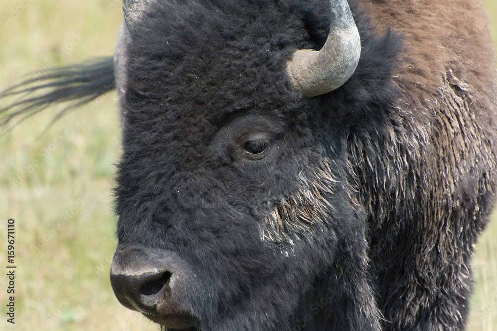 Fototapeta premium Bison Closeup in Yellowstone National Park