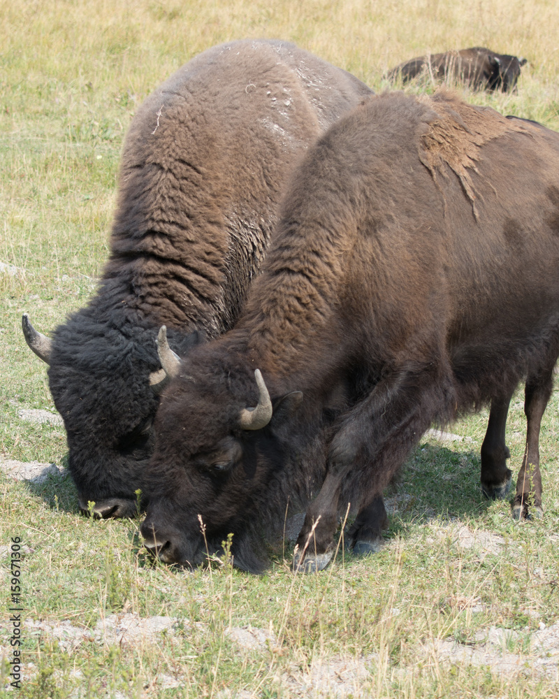Pair of Bison Grazing in Yellowstone's Hayden Valley Pair of Bison Grazing in Yellowstone's Hayden Valley