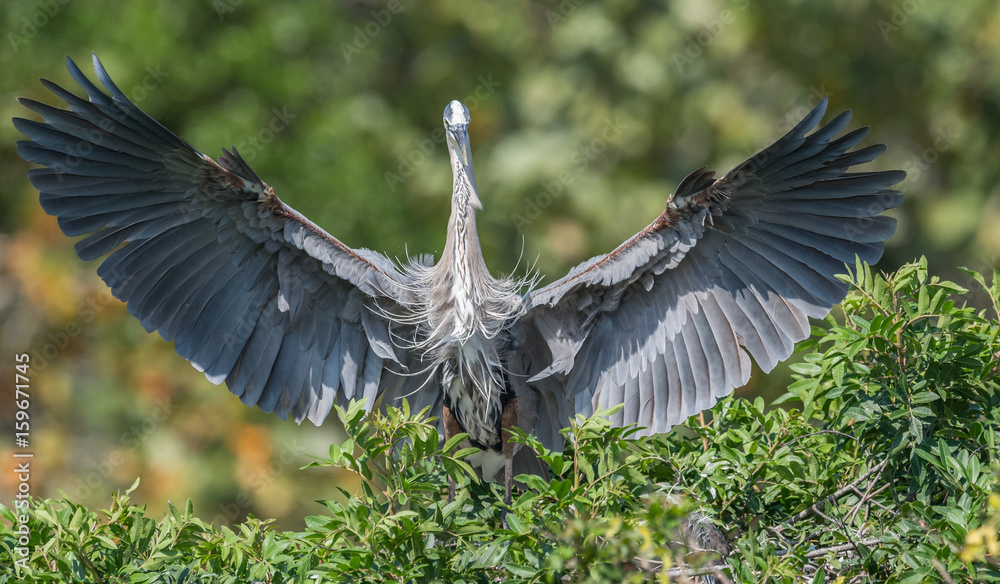 Naklejka premium Great Blue Heron