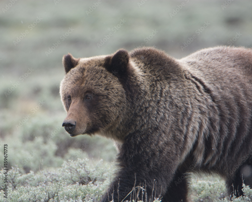 Grizzly Bear Closeup