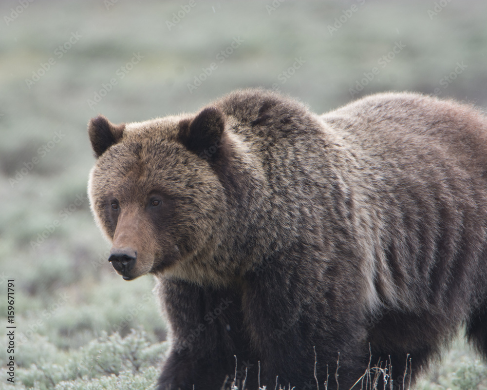 Fototapeta premium Grizzly Bear Closeup