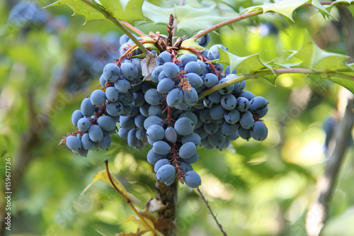 Plants / flowers, blue berries, green leaves - Poisonous