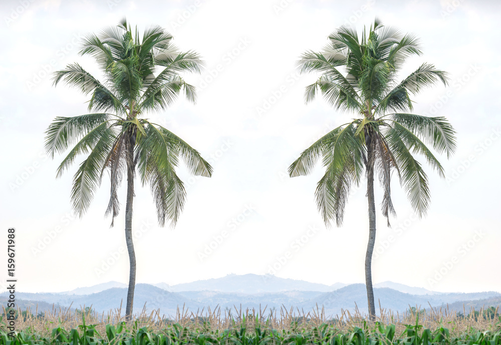 Two coconut trees in the middle of a corn field. Two coconut trees in the middle of a corn field.