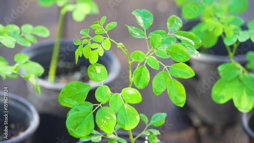 Drumstick plant / Moringa seedlings 