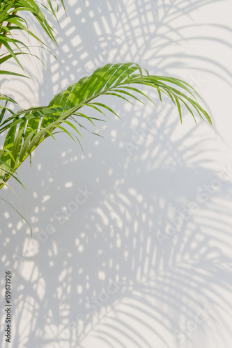 palm leaves and shadows on a white wall